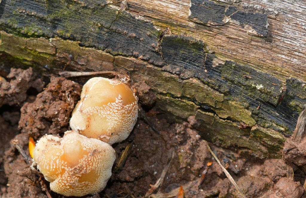 Ecco i funghi..escursione 18/04/2018